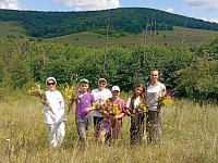  "Зелёная аптека" на лесной поляне