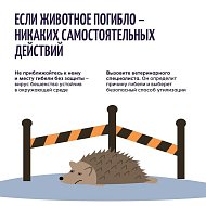 Осторожно: бешенство!