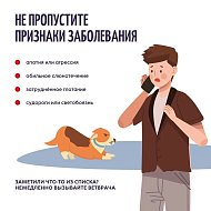 Осторожно: бешенство!