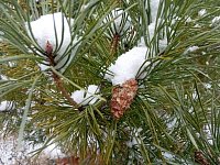 Сохранение лесов в рамках национального проекта «Экологическое благополучие».