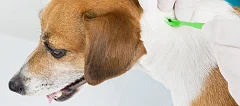 Что делать, если домашнего питомца укусил клещ? 